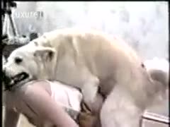 A faithful dog mounts a vintage wife.
